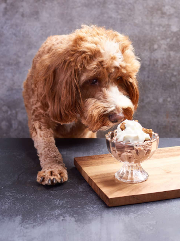 Puppuccino