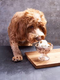 Puppuccino